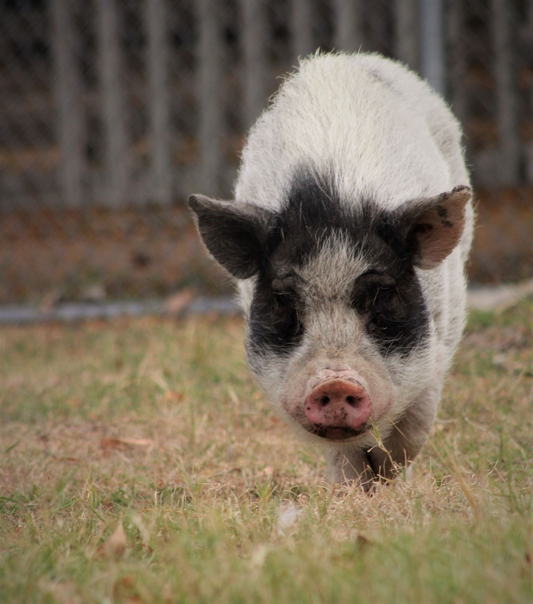 Miniature Pig
